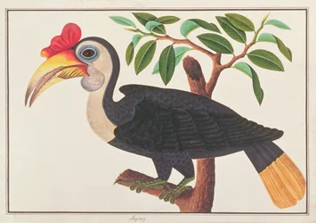 Wrinkled Hornbill, from Drawings of Birds from Malacca